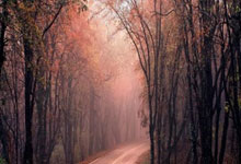 天博体育官网：英媒：巴黎比曼联更有希望签下奥斯梅恩，恩里克说服了球员.